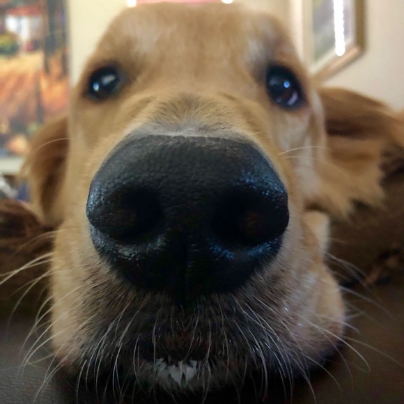 Meet your Posher, Fred - Picture 1 of 1